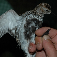 Dunlin